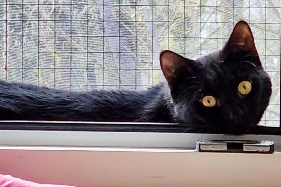 El gato “Mausi” sabe dar una buena paliza.