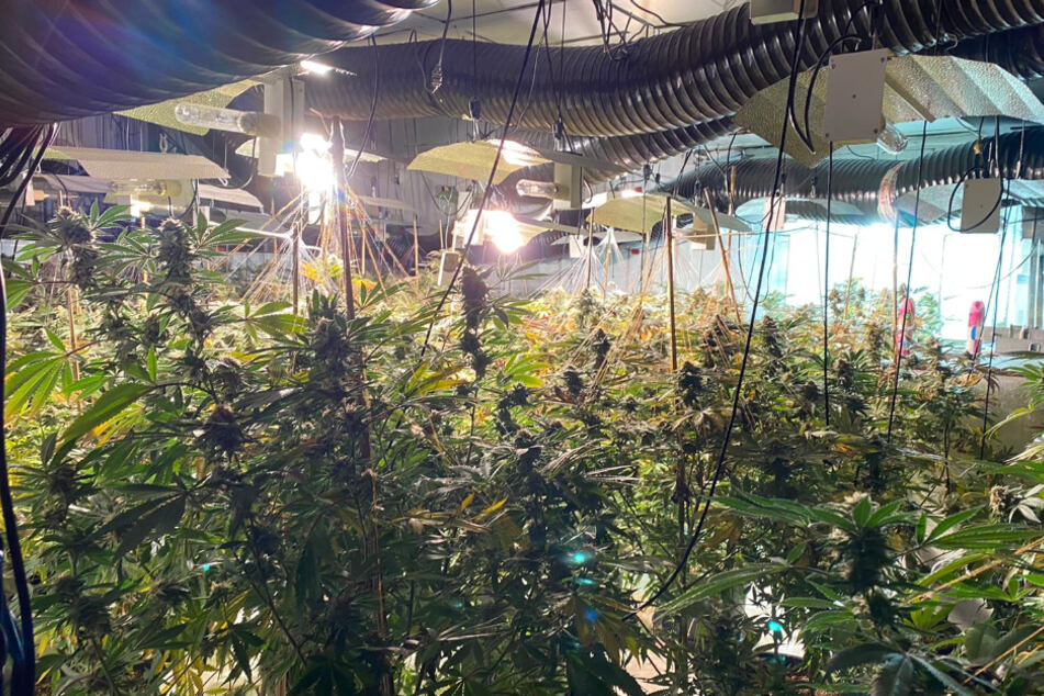 Das Handout der National Crime Agency (NCA) zeigt eine dreistöckigen Cannabis-Farm, die in einem ehemaligen Nachtclub in der Trinity Street in Coventry entdeckt wurde.