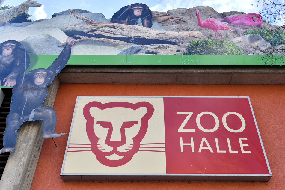 Am Samstagabend können Besucher des Bergzoos Halle bis spät in die Nacht Tiere besichtigen.