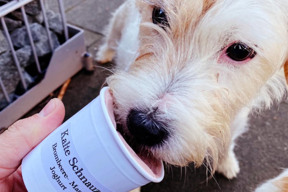 Food-Trend: Hier gibt es in Köln Eis für Hunde!