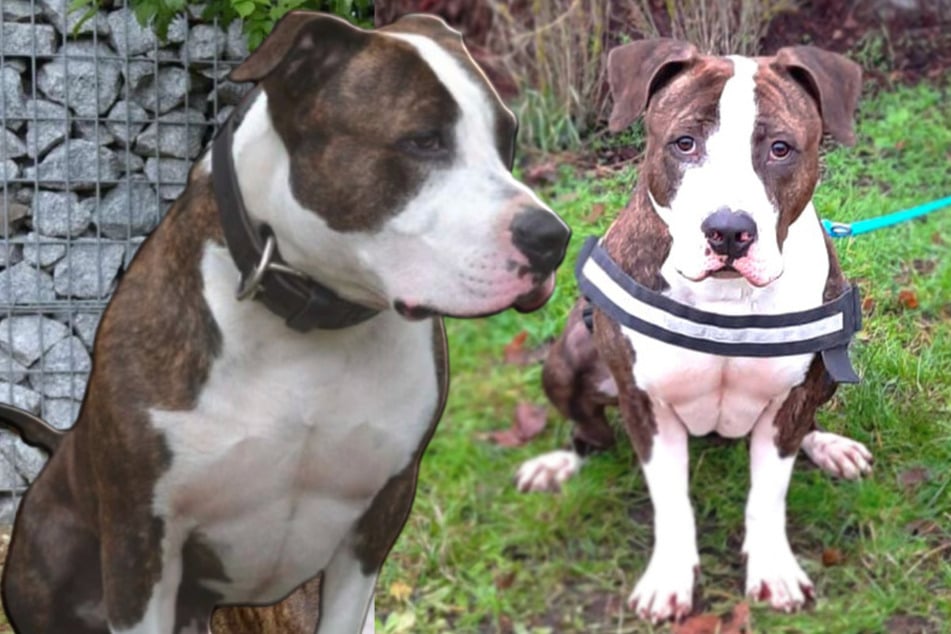 Armer Hund leidet im Tierheim an enormem Stress: Ob Baddy endlich einen Ausweg findet?