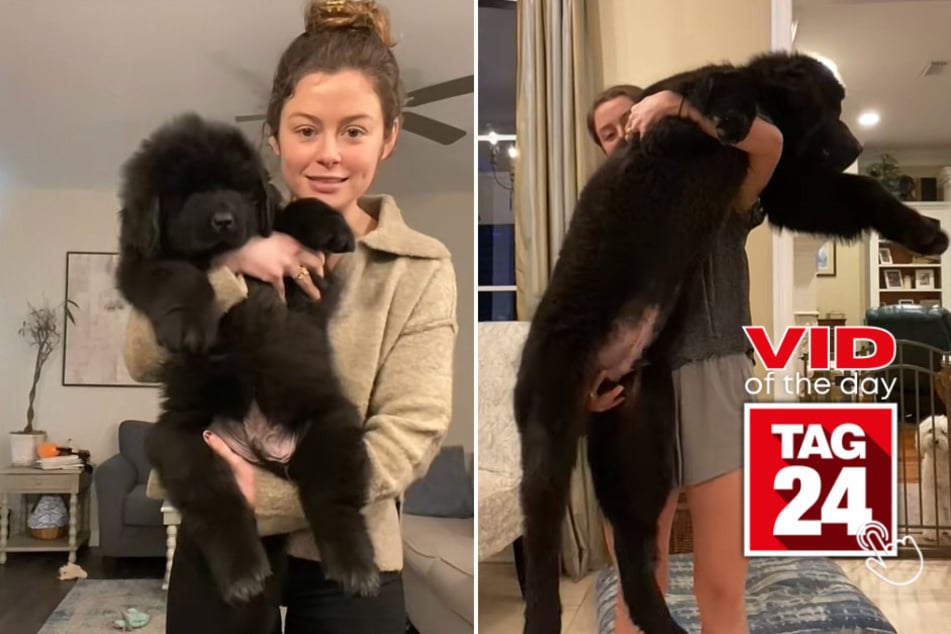 viral videos: Viral Video of the Day for June 6, 2023: Pup goes from tiny to ginormous in viral TikTok