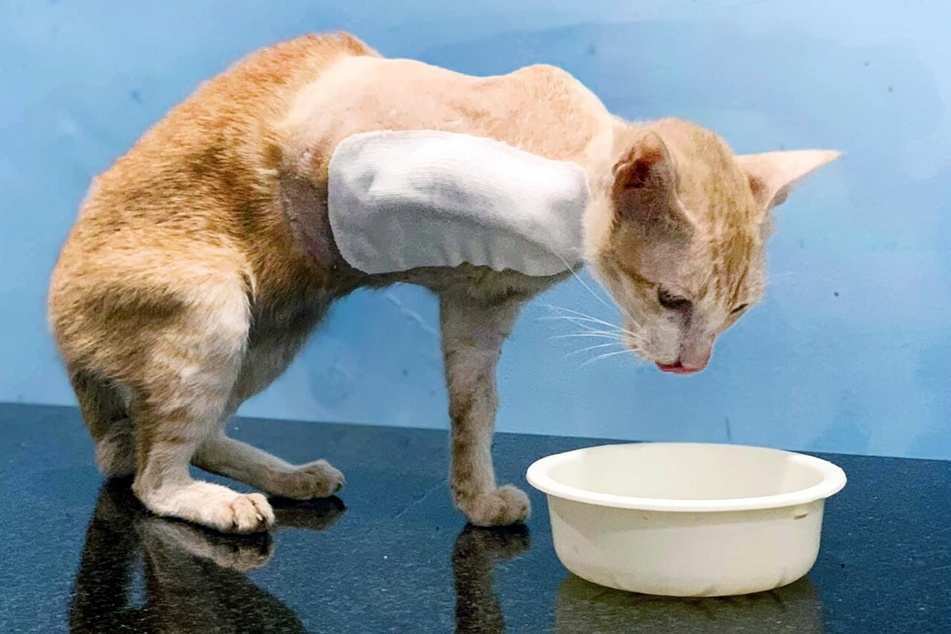 Kater Ramon hat sein rechtes Bein verloren.
