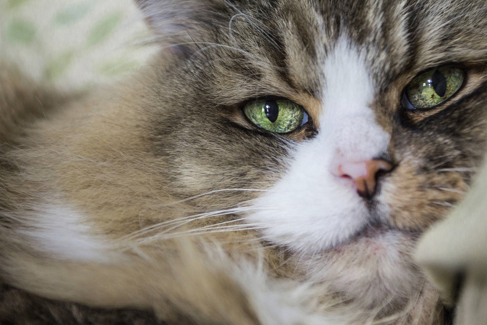 Is there any cat name funnier than "Ragamuffin?" We doubt it.