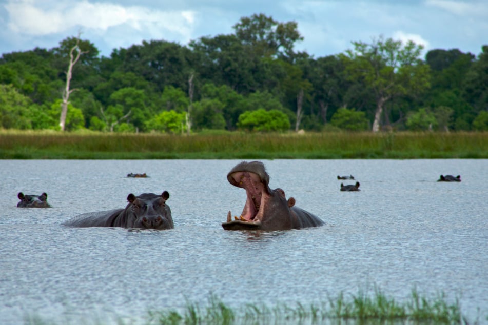 Hippos are plant-eating animals, but they can be a serious threat to human-beings (stock image).