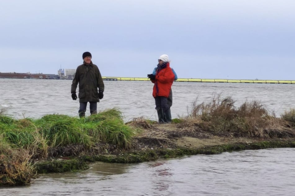 Environmental scientist Giovanni Cecconi shares the first photos of the plants on the new island on his Facebook profile.