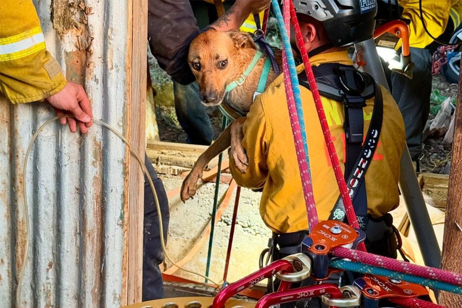 Teenager und Hunde konnten in Sicherheit gebracht werden.