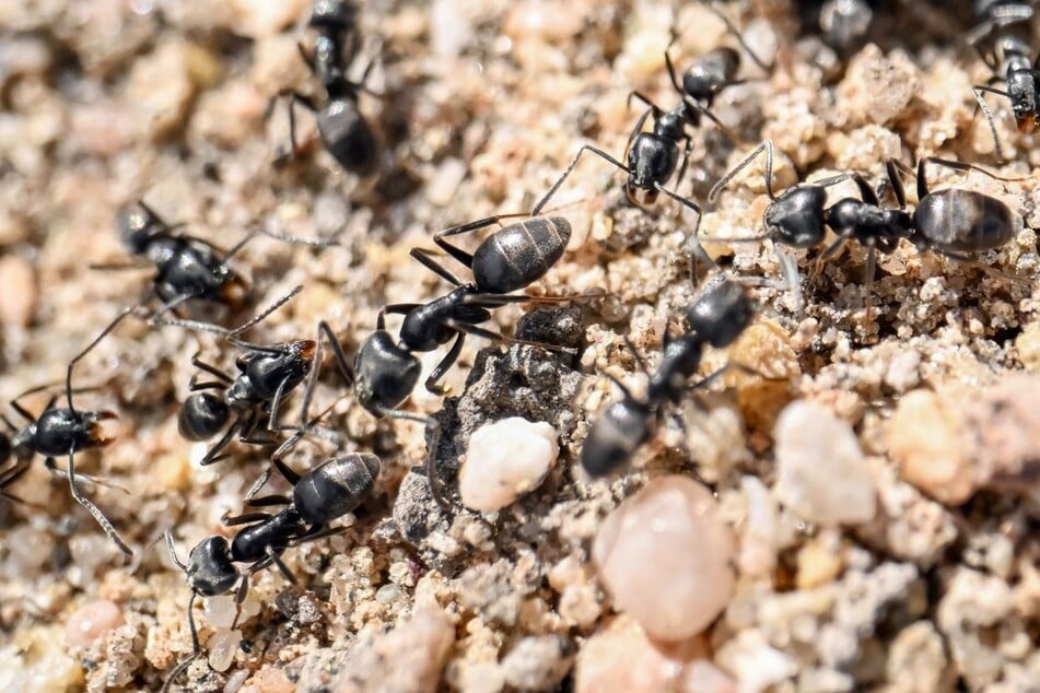 Die genaue Art der Übeltäter ist noch unbekannt. (Symbolfoto)