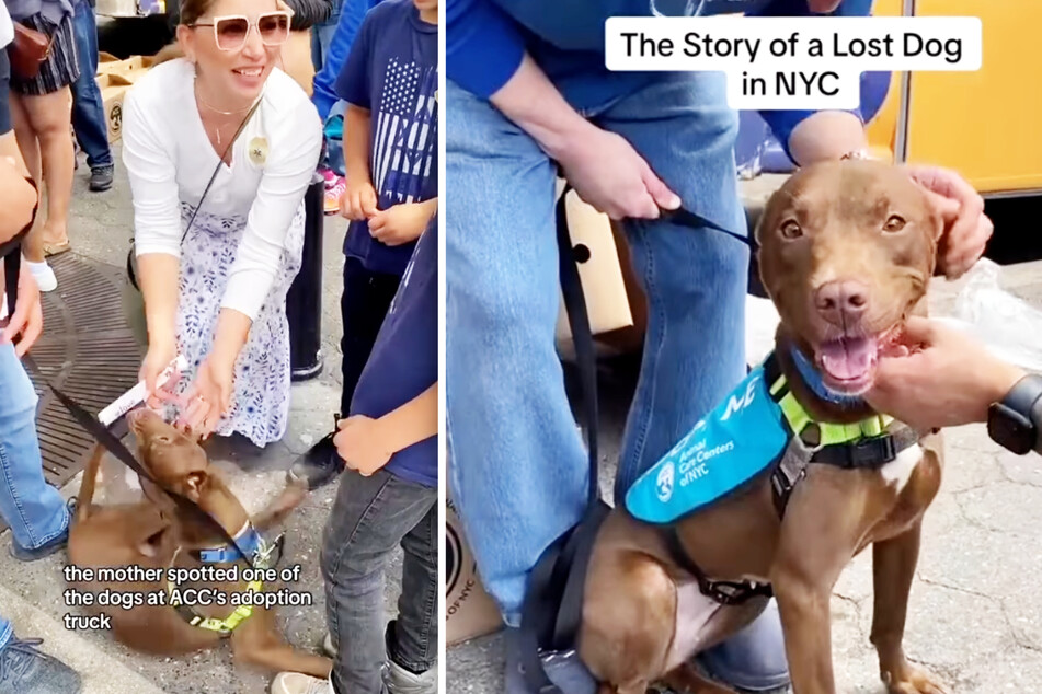 Dog fails to find new home at adoption event when the extraordinary happens