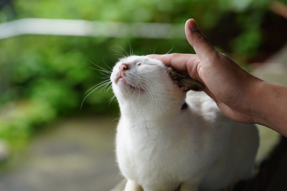 Cats love a gentle forehead rub!