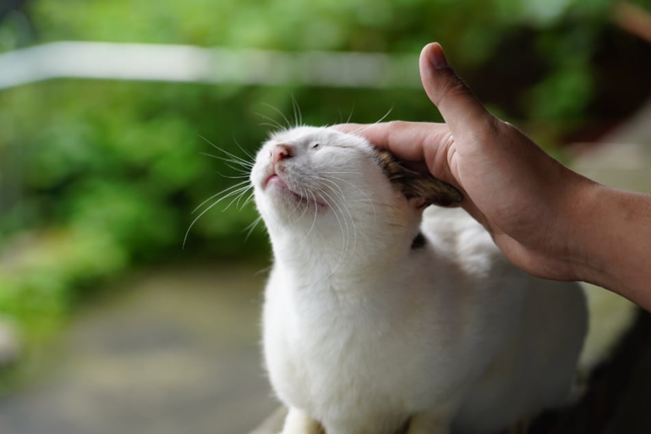 Der Katze sanft über die Stirn zu streichen, gefällt vielen Tieren.