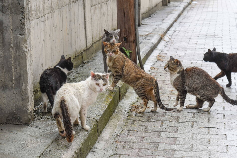 Einzelne Gebiete in sächsischen Städten sollen regelrecht überlaufen sein von Katzen.