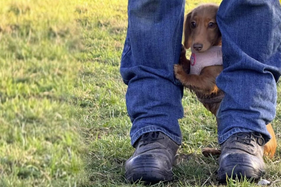 Dackelwelpe ist zum ersten Mal im Hundepark: Seine Reaktion lässt Herzen schmelzen