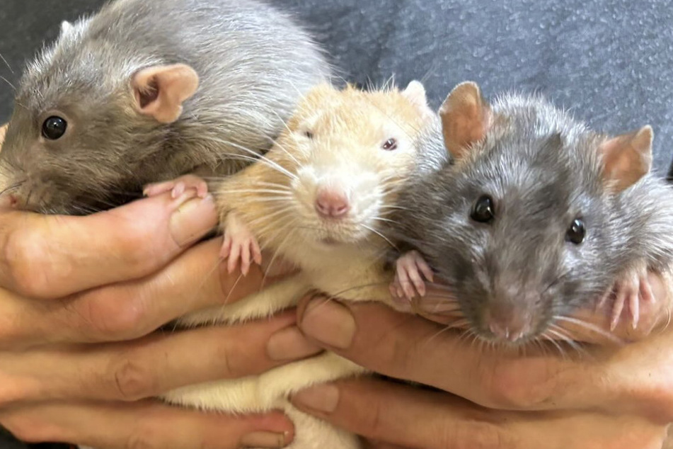 Das Ratten-Trio aus dem Tierheim Köln-Dellbrück sucht eine neue Bleibe.