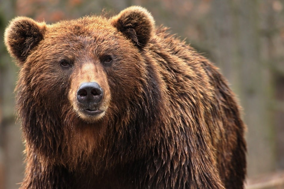 Even a brown bear had to suffer from the modernisation (symbolic picture).