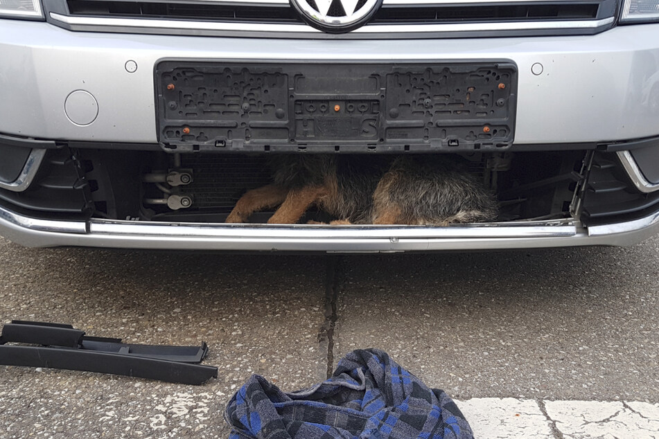Hund verschwindet bei Unfall in Auto und fährt rund 40 Kilometer mit