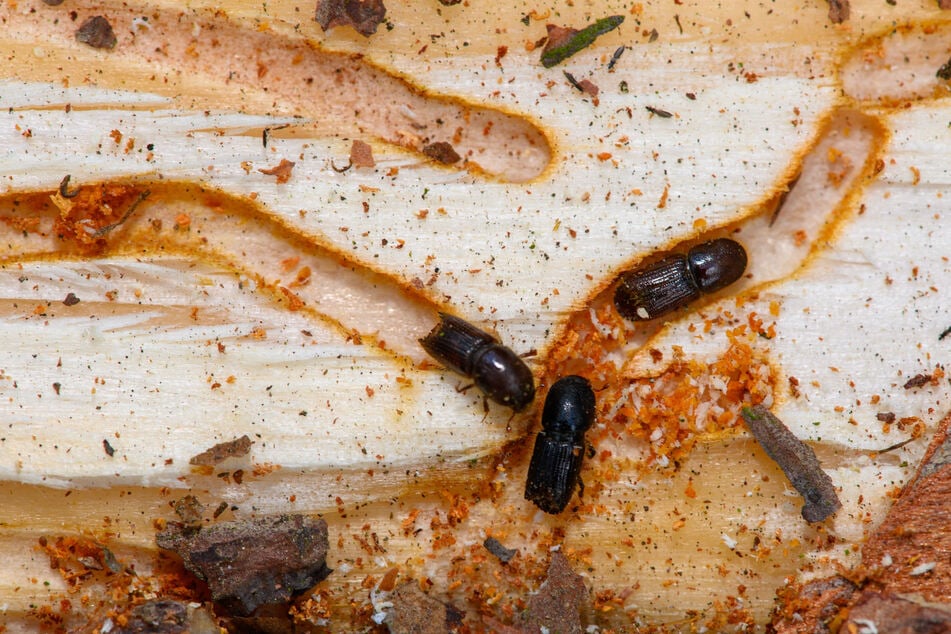Der Borkenkäfer frisst sich regelrecht durchs Holz, zerstört so den Baum.