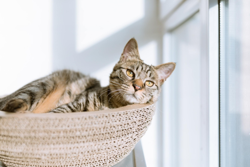 Veränderungen können nicht nur für ältere Katzen ganz schön lästig sein.