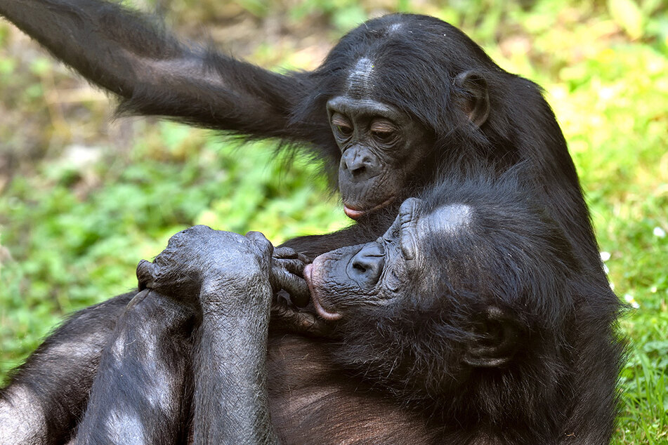 Bei den Bonobons haben in einer Gruppe die Weibchen das sagen.