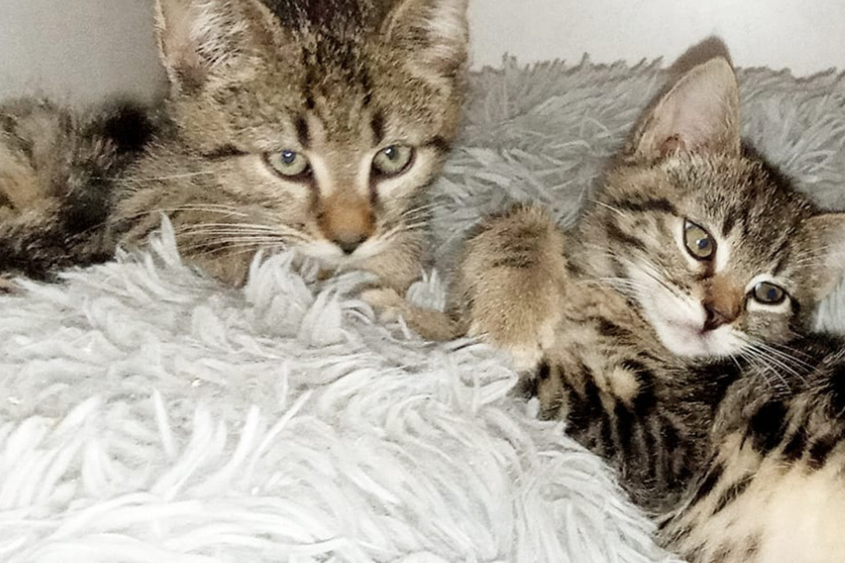 Gegensätzliches Duo: Katzen-Brüder wollen gemeinsam in neues Leben starten