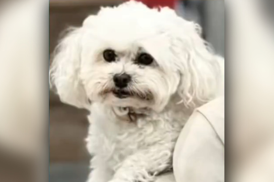 A California woman is devastated after a reckless delivery driver tossed a package over her fence, killing her small dog.