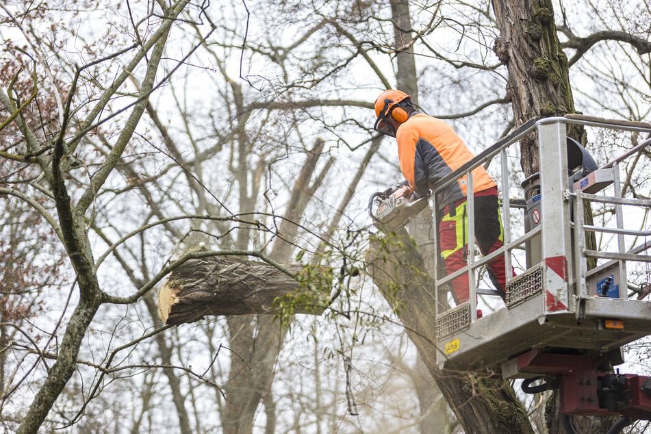 Nach dem Todesfall wurden 1500 Baumpflegemaßnahmen durchgeführt und weitere 1600 in die Wege geleitet.