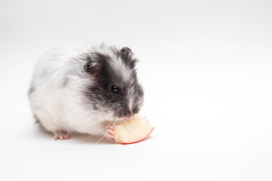 Gemüse und geringe Mengen Obst ergänzen die Hamsterernährung.