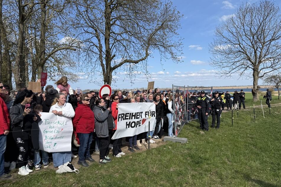 Zahlreiche Menschen erschienen am Samstag zu einem Protest für die Rettung des gestrandeten Buckelwals.