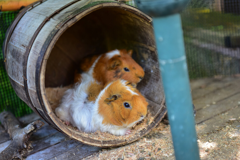 Meerschweinchen wärmen sich an kalten Tagen gegenseitig.