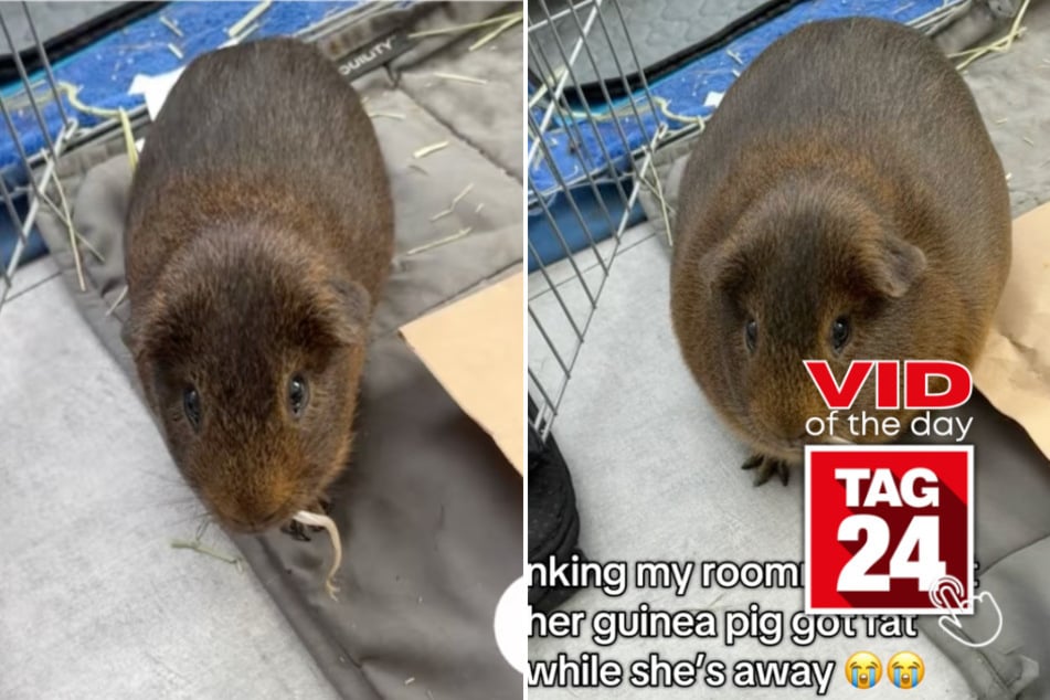 viral videos: Viral Video of the Day for December 2, 2025: TikToker hilariously pranks roommate with "obese" guinea pig