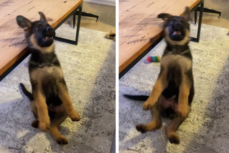 After failing to catch his toy this puppy flops onto the floor.