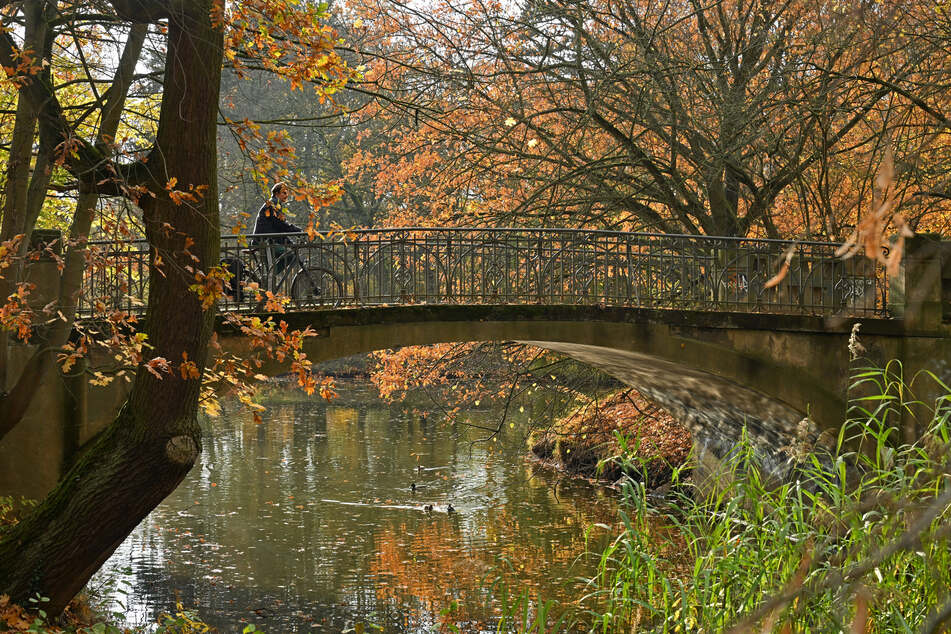 Laubbäume werfen ihre Blätter im Herbst ab, um im Winter zu überleben. Es handelt sich dabei um eine clevere Strategie, die den Baum vor dem Vertrocknen und vor Schäden durch Kälte schützt.