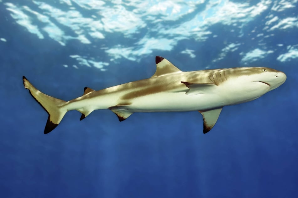 A shark has attacked and killed a 40-year-old pastor who was fishing with his family in the waters of Australia's Great Barrier Reef, officials said (file photo).