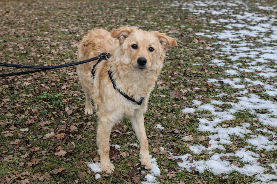 Snoopy chce být fyzicky i mentálně vytížen. Kdo mu může rovnat?