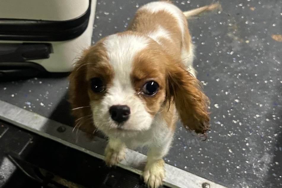 Der junge Hund befand sich für mehrere Stunden unbeaufsichtigt im Kofferraum.