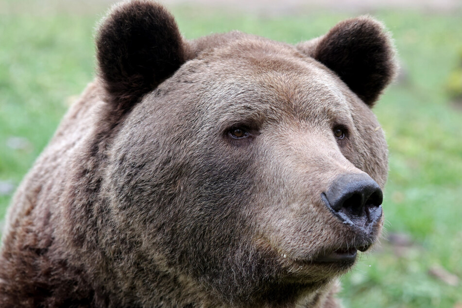 In Deutschland gibt es offiziell keine Braunbären in freier Wildbahn.