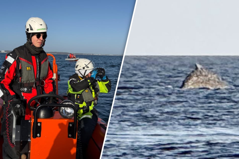 Buckelwal taucht plötzlich wieder vor der Küste auf! Boote versuchen, ihn fernzuhalten