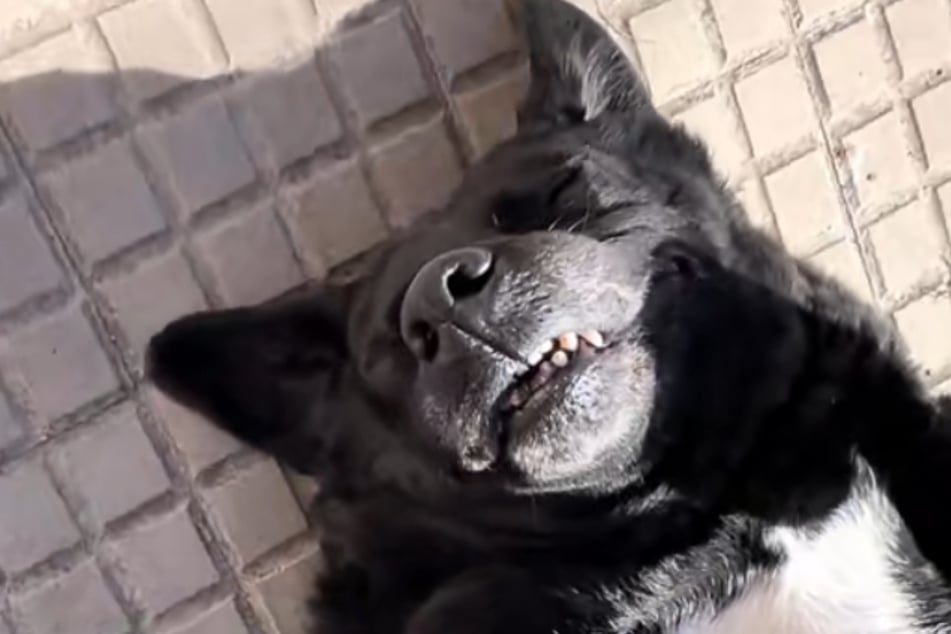 Morcilla chillte - tot war der mega-entspannte Hund zum Glück nicht.