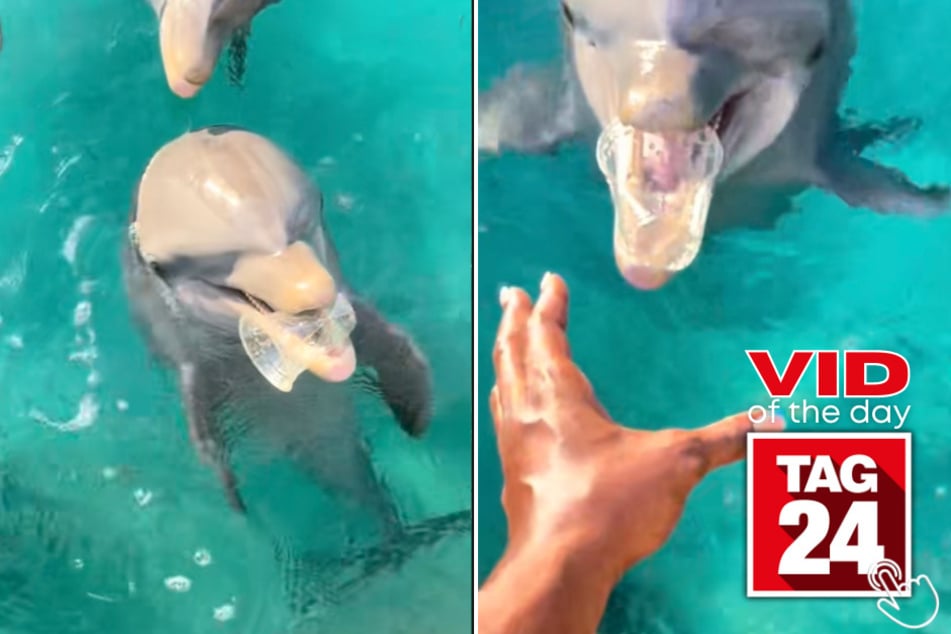 This woman dropped some cups in the ocean and a pod of dolphins brought them back one by one!