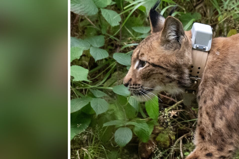 Ende August wurde Luchs Anton ausgewildert, jetzt hat er zwei Ziegen angegriffen