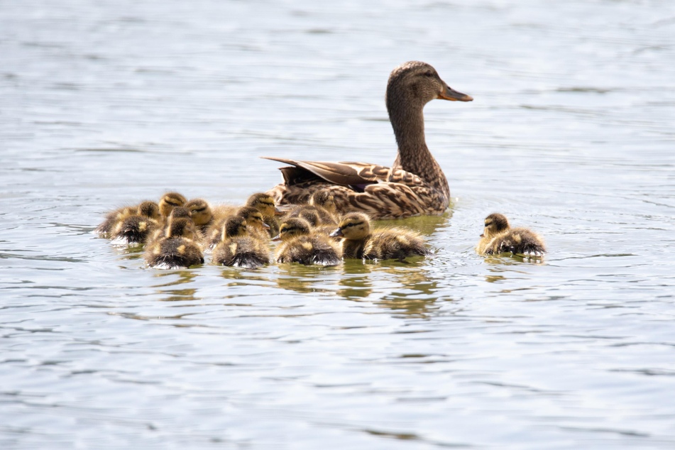 Ducks, especially babies, can choke on pieces of bread.