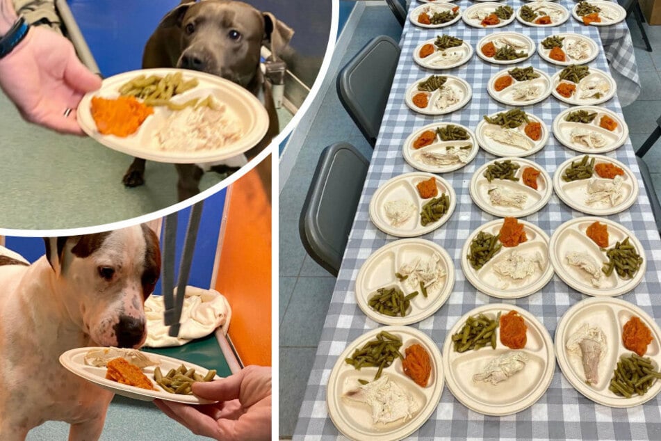 Staff members arranged a Thanksgiving meal for the animals in their care.