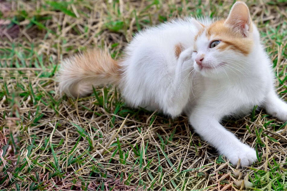 How to get rid of cat fleas: Spotting an infestation and treating it with home remedies