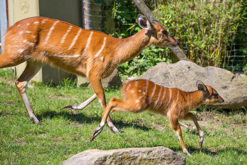 Gemeinsam mit Mama "Suri" erkundet das Fohlen bereits fleißig die Anlage.