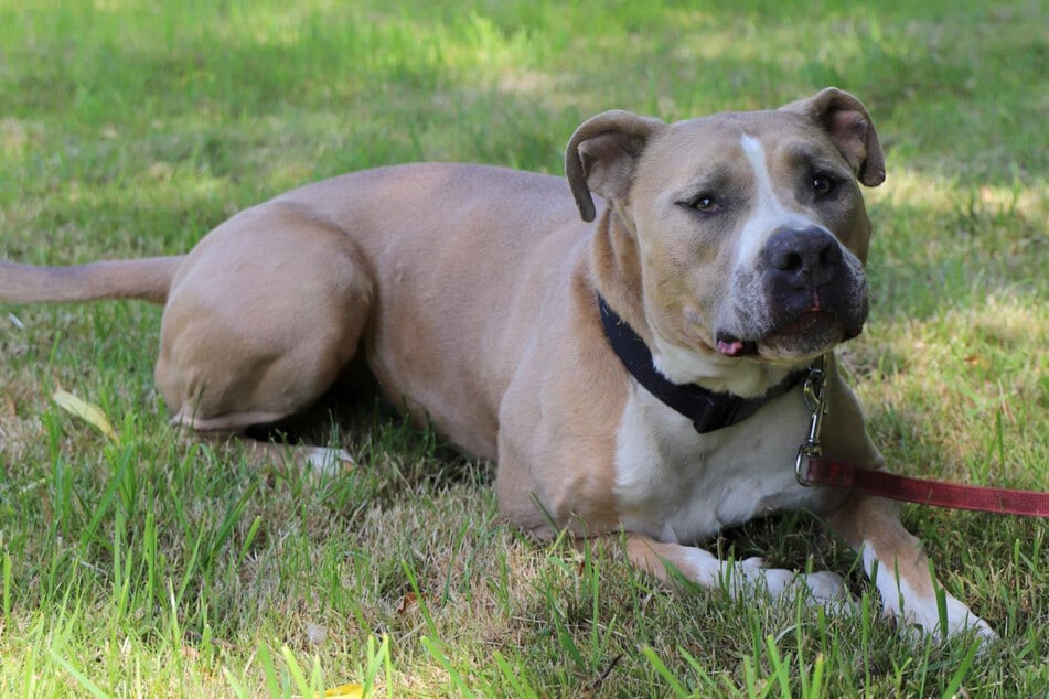 American-Staffordshire-Terrier-Mischling Tequila aus dem Hamburger Tierheim sucht ein Zuhause.