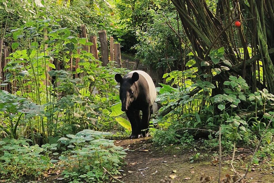 Mit knapp drei Jahren dürfen die beiden Tapire Nessa und Nuang aus dem Leipziger Zoo aufeinandertreffen. (Archivbild)