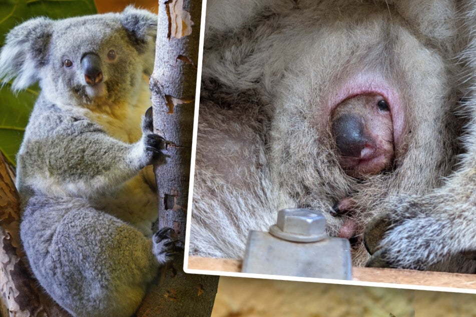 Für Koala-Weibchen Eerin ist es bereits das zweite Jungtier. Ab und zu schaut das Junge schon aus dem Beutel heraus.