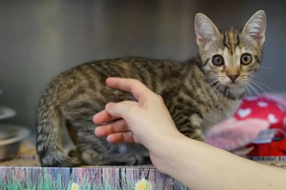 Die etwa drei Monate alte Katze ist verspielt und neugierig.
