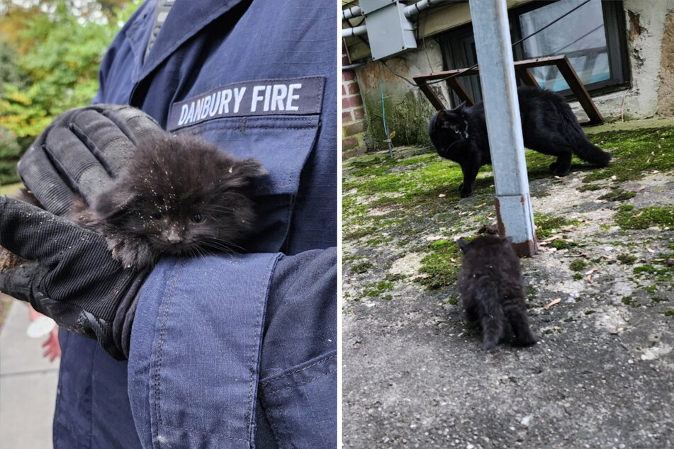 This lucky little kittens were rescued from their fall between the cracks!