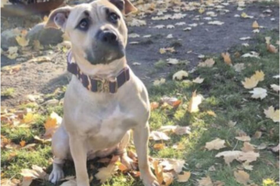 Ist die erste Skepsis überwunden, ist Lillie ganz verschmust und verspielt.